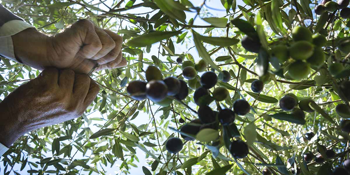 L’oliva aitana dei Colli Tifatini è un nuovo Presidio Slow Food